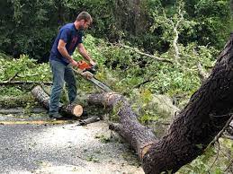 How Our Tree Care Process Works  in  Mcdade, TX